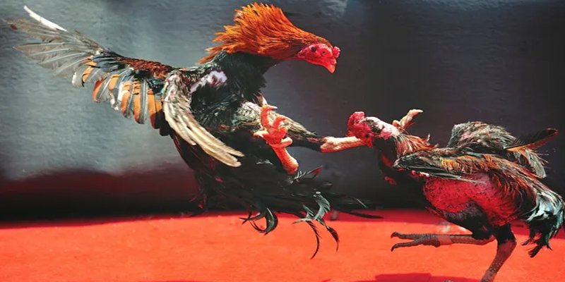 wipwin bắn cá h5 chơi ngay