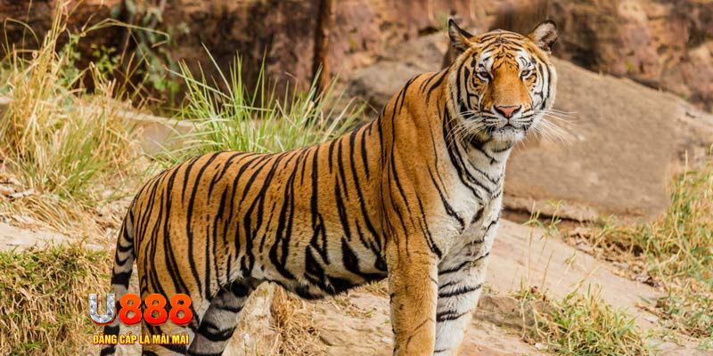 wipwin game nổ hủ máy bay