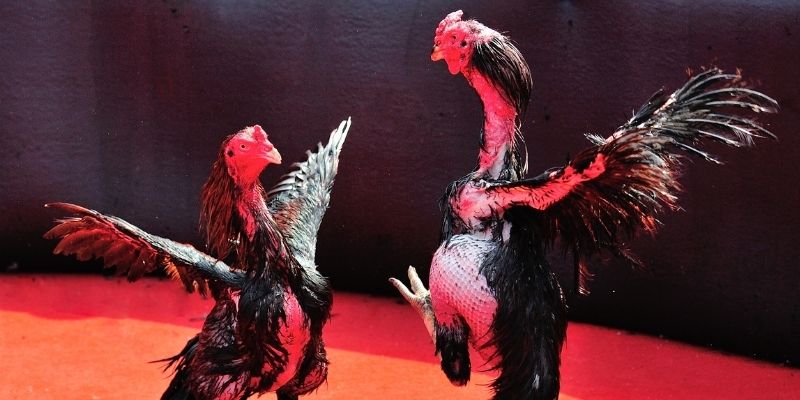 wipwin thị trường baccarat là gì