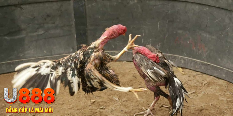 wipwin đăng nhập tiến lên miền nam số 1